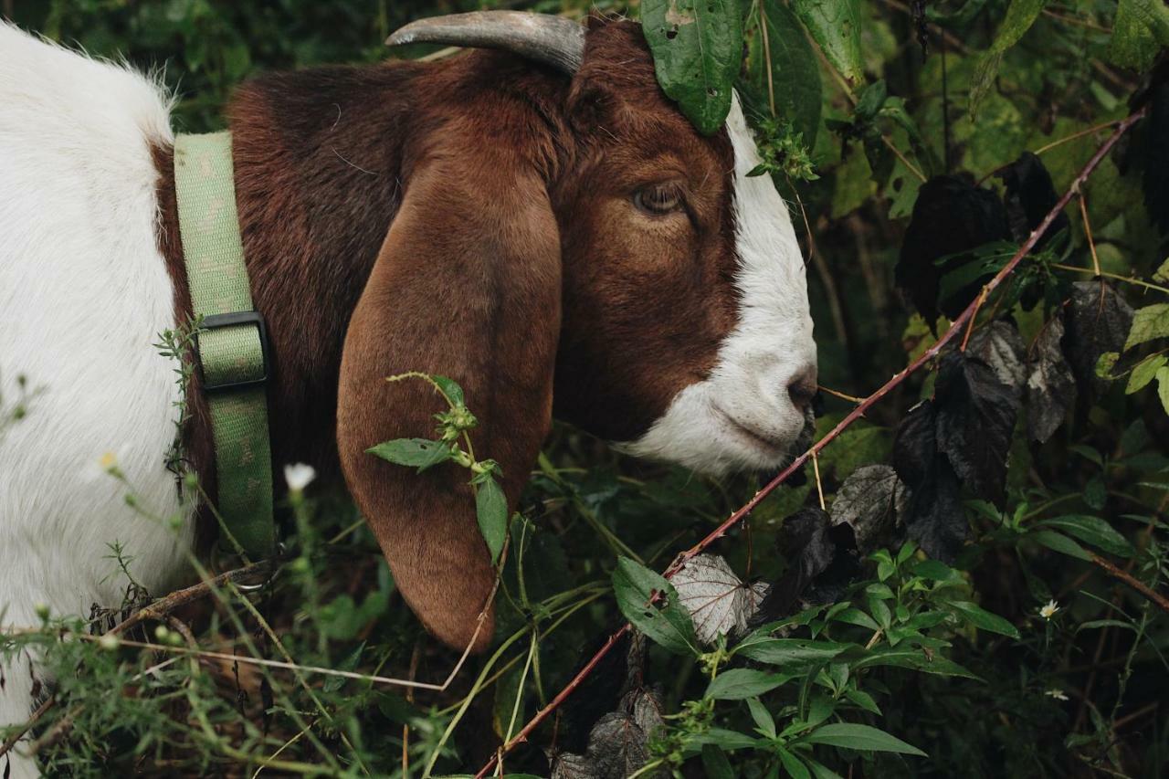 ゲティスバーグ The Britton Farmsteadヴィラ エクステリア 写真